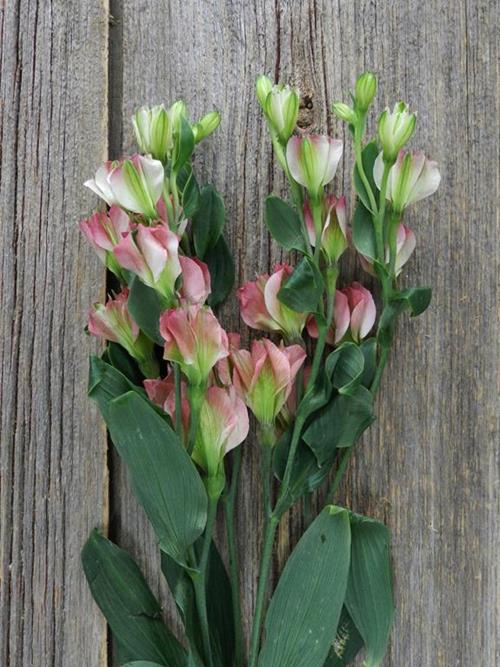 CHARMELIA PINK